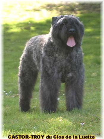 bouvier des flandres du clos de la luette - copyright déposé